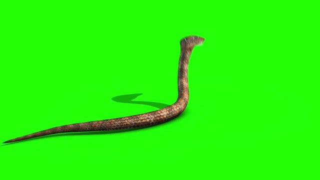 Cobra Snake Attacks Green Screen Back 3D Rendering Animation