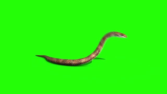 Cobra Snake Attacks Green Screen Side 3D Rendering Animation