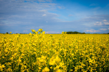 Fototapeta premium canola field