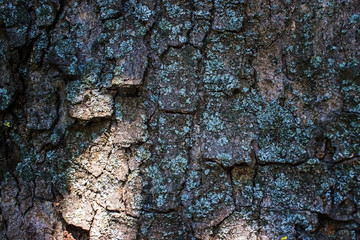 Tree bark under the sun