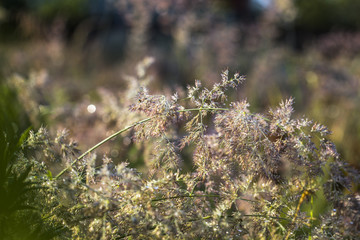flower dew 