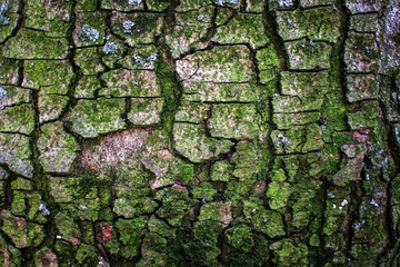 The bark of a tree covered with moss