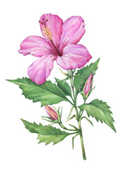 Branch with pink Hibiscus flower (also known as rose of Althea or Sharon, rose mallow) Watercolor hand drawn painting illustration isolated on a white background.