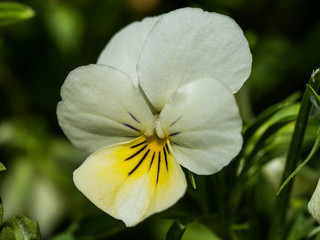 White Pansy flower