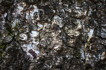 The bark of a tree covered with moss