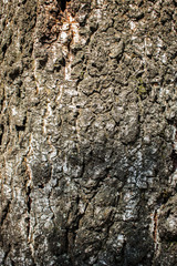 Tree bark under the sun