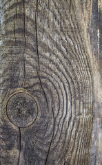 Fototapeta premium texture tree