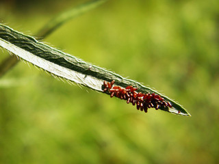 Eggs of insects on green grass close up.