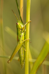 Meadow grasshopper, grasshopper