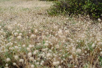 Dry autumn grass at sunset with faded colors