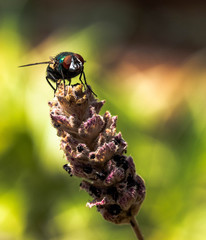 Green Bottle Fly