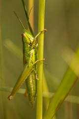 Meadow grasshopper, grasshopper