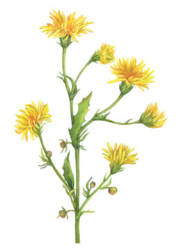Branch with yellow flowers of wild plant Sonchus arvensis (also known as field milk thistle, sow-thistle, dindle, gutweed). Watercolor hand drawn painting illustration isolated on a white background.