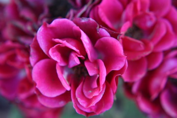 Pink Camellia Flower