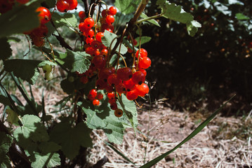 Ripe red currants close-up as background. Nature red berry