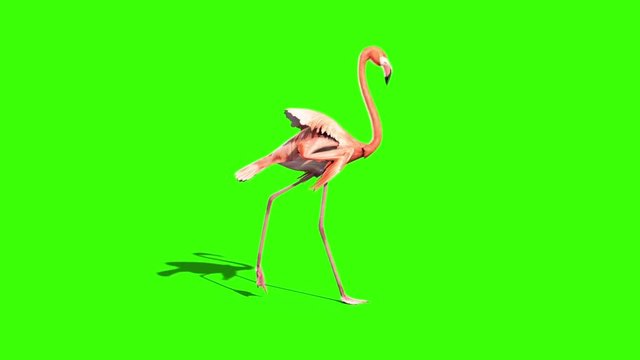 Pink Flamingo Walks Side Green Screen