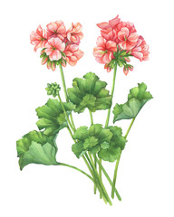 Branch with pale pink flower of garden plant Zonal pelargonium (also known as geranium, storksbill, cranesbill). Watercolor hand drawn painting illustration isolated on a white background. - obrazy, fototapety, plakaty