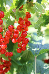 red currant