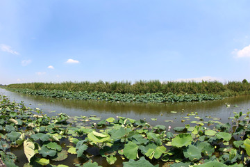  Chinese lotus pond