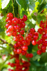 red currant