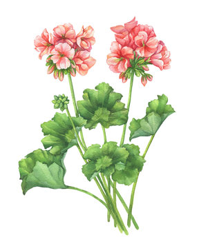 Branch with pale pink flower of garden plant Zonal pelargonium (also known as geranium, storksbill, cranesbill). Watercolor hand drawn painting illustration isolated on a white background.