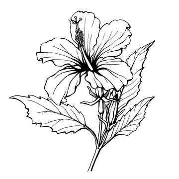 Fototapeta Hibiscus flower (also known as rose of Althea or Sharon, rose mallow) Black and white outline illustration hand drawn work isolated on white background.