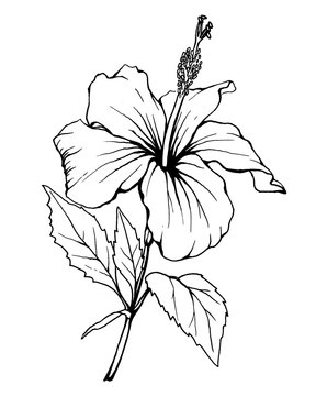 Hibiscus flower (also known as rose of Althea or Sharon, rose mallow) Black and white outline illustration hand drawn work isolated on white background.