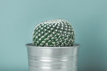 Cactus plant in metal pot. Potted cactus house plant against pastel turquoise colored wall. Cactus close up.