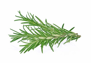 Rosemary isolated on white background