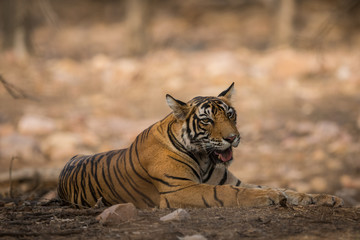 Fototapeta na wymiar A lazy male tiger cub at Ranthambore National Park