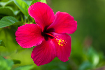 Hibiscus rosa sinensis or Chinese Hibiscus