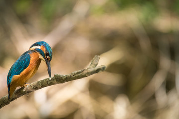 Guarda-Rios Martim-Pescador