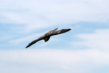 Birds of prey are particularly easy to distinguish from each other in flight. Aerial images show important features and distinctions
