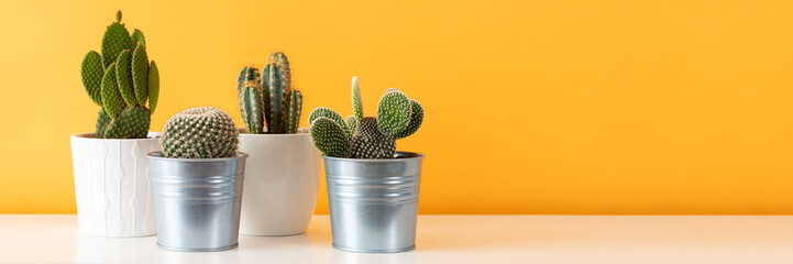 Collection of various cactus plants in different pots. Potted cactus house plants on white shelf against pastel mustard colored wall. Cactus plants banner.