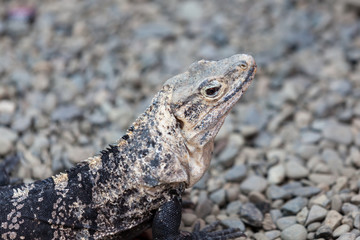 Iguana Camouflaged in the Pebbles