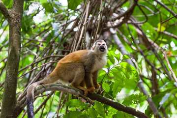 Naklejka na ściany i meble Central American squirrel monkey - Saimiri oerstedii