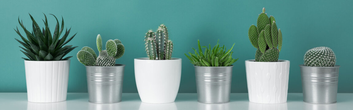 Modern room decoration. Collection of various potted cactus house plants on white shelf against pastel turquoise colored wall. Cactus plants banner.