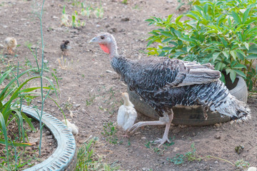 Turkey and other poultry walks around the yard in the summer