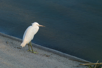 A White Egret Resting at the Lake near Sunset