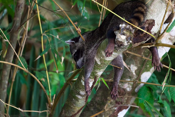 Raccoon Hanging Out in a Tree