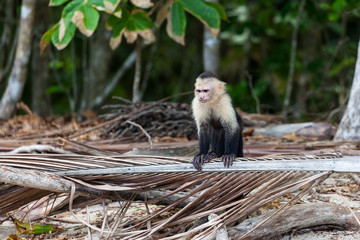 white faced or capuchin monkey