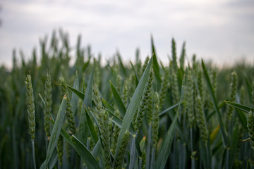 Field of wheat