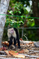 white faced or capuchin monkey