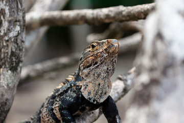 Ctenosaura similis, commonly known as the black spiny-tailed iguana