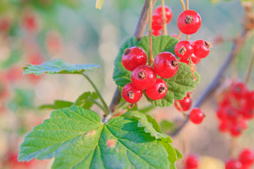 Red currant grows on a Bush in summer in Sunny weather