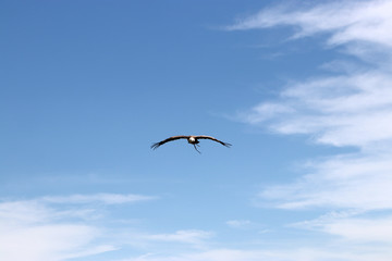 Birds of prey are particularly easy to distinguish from each other in flight. Aerial images show important features and distinctions

