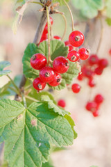 Red currant grows on a Bush in summer in Sunny weather
