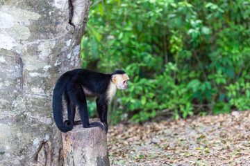 white faced or capuchin monkey
