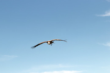 Birds of prey are particularly easy to distinguish from each other in flight. Aerial images show important features and distinctions
