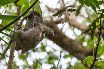 Three toed sloth in Costa Rica
